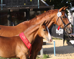Championatsfohlen Sächsisch-Thüringisches Fohlenchampionat - Zuchtbezirk Thüringen 2010, Foto: Kirstin Weigel